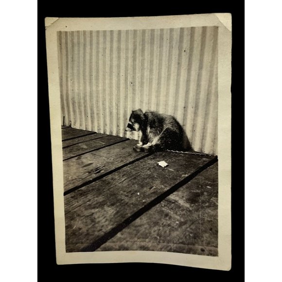 Vintage Raccoon Found Photo B&W Snapshot Chained Up on Leash Sitting on Porch - Picture 2 of 7